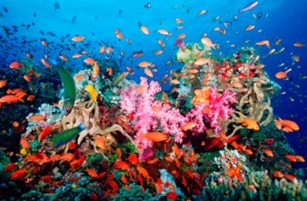 Colorful coral reef with lots of small , colorful fish