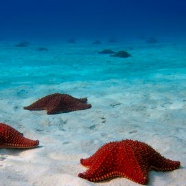 Red starfish on a sandy bottom