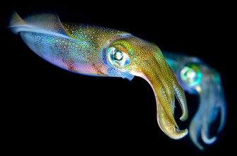 Two colorful squids on a night dive