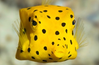 Juvenile yellow boxfish looking into the camera