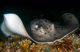 Stingray feeding at night