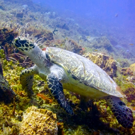 Hawksbill turtle hovering over a reef wall in Cozumel.