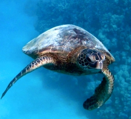 A sea turtle glides effortlessly over the reefs