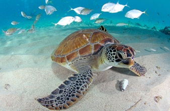 Hawksbill turtle laying on white sand underwater with a backdrop of fish