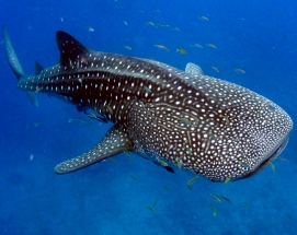 Juvenile whale shark swimming near the surface of the water in the Mexican Caribbean.