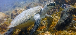Hawksbill turtle swimming over a reef wall