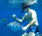 Photographer snorkeling with fish