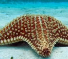 Starfish on a sandy bottom