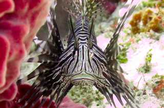 Lionfish facing the camera next to a red sponge.