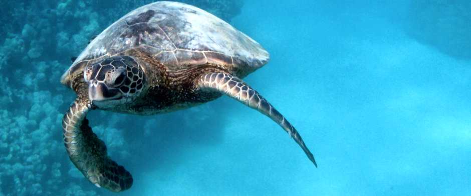 Sea Turtle swimming in a backdrop of clear blue water 