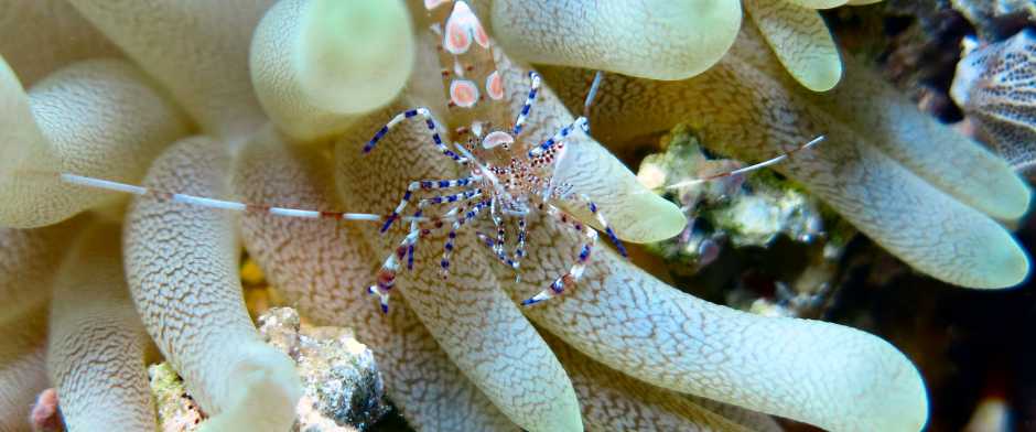 Cleaner shrimp lingering on top of a sea anemone